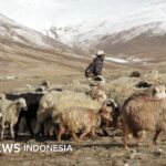 Milliardenschweres Solarenergieprojekt zum Entsetzen der Hirten im Himalaya