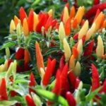 Bapanas enthüllt die Ursache für den rasanten Preisanstieg bei Cayennepfeffer