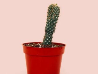 Schmerzen im Intimbereich von Männern – normal oder Vorsicht geboten?