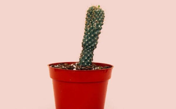 Schmerzen im Intimbereich von Männern – normal oder Vorsicht geboten?