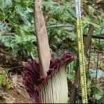 Erscheinen von Leichenblumen in perfekter Blüte im Botanischen Garten von Bogor