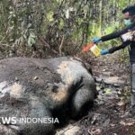 Sumatra-Elefant stirbt ohne Kopf in Riau – Drei Faktoren, warum es weiterhin illegale Jagd gibt