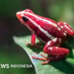 Russland: Pfeilgiftfrösche sollen angeblich zur Tötung des Oppositionellen Alexej Nawalny eingesetzt worden sein