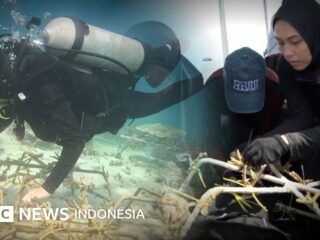 Kisah perempuan muda 'tukang kebun bawah laut' di Selat Makassar