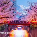 Tourismus: Japanische Stadt sagt Kirschblütenfest ab – „Touristen verrichten ihre Notdurft in Parks, die den Bewohnern gehören“