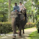 Atraksi menunggangi gajah resmi dilarang di Indonesia – Mengapa manusia harus menghormati kesejahteraan hewan?