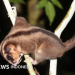 In Papua wurde ein winziges Tier entdeckt, das vor 6.000 Jahren als ausgestorben galt