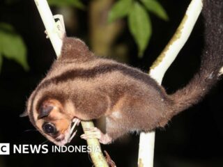 In Papua wurde ein winziges Tier entdeckt, das vor 6.000 Jahren als ausgestorben galt
