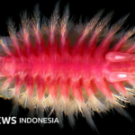 Biologie: Walfressende Lebewesen in der Tiefsee