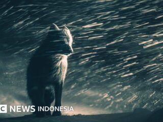 Die Gewinnerfotos der Sony World Photography Awards 2026