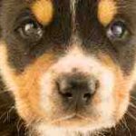 Warum natürliche Hundeleckerlis die gesündeste Wahl für Ihren Welpen sind – Film Daily