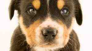 Warum natürliche Hundeleckerlis die gesündeste Wahl für Ihren Welpen sind – Film Daily