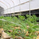 Die Integration von Cannabis in die moderne Wellness-Kultur Kaliforniens – Film Daily