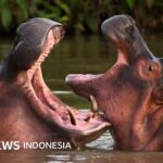 Pablo Escobar: Warum will Kolumbien das „Kokain-Nilpferd“ töten?