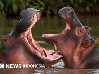 Pablo Escobar: Warum will Kolumbien das „Kokain-Nilpferd“ töten?