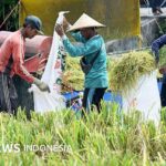 El Nino: Petani terjepit tekanan rupiah dan ancaman kekeringan