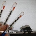 Hantavirus: Terdeteksi di Indonesia, seberapa berbahaya?