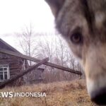 Natur: Die Sperrzone von Tschernobyl und Korea sind ein Paradies für Wildtiere