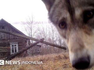 Natur: Die Sperrzone von Tschernobyl und Korea sind ein Paradies für Wildtiere