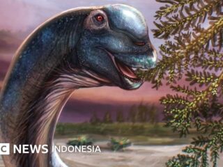 Geschichte: In Thailand wurde anhand von Fossilien ein riesiger Dinosaurier identifiziert, der „neun erwachsenen Elefanten entspricht“.