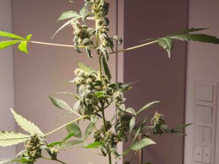 Warum Autoflower-Samen perfekt für Erstanbauer sind – Film Daily