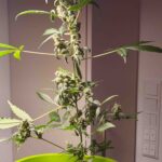 Warum Autoflower-Samen perfekt für Erstanbauer sind – Film Daily