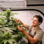 Warum Autoflower-Samen perfekt für Erstanbauer sind – Film Daily