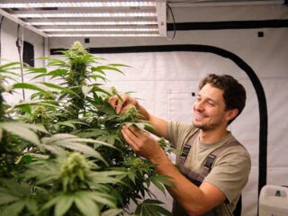 Warum Autoflower-Samen perfekt für Erstanbauer sind – Film Daily