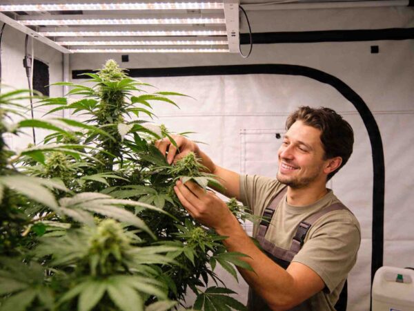 Warum Autoflower-Samen perfekt für Erstanbauer sind – Film Daily