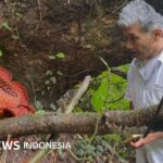 Lingkungan: Kisah pria rawat Rafflesia arnoldii di Sumatra Barat