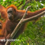 Umwelt: Überschwemmungen in Sumatra töteten 7 % der seltensten Orang-Utan-Population