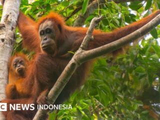 Umwelt: Überschwemmungen in Sumatra töteten 7 % der seltensten Orang-Utan-Population