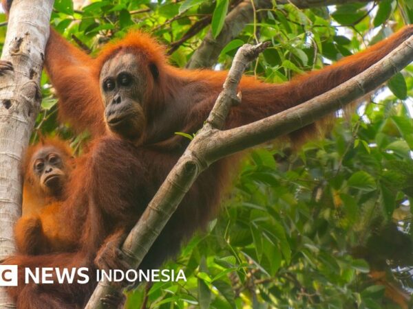 Umwelt: Überschwemmungen in Sumatra töteten 7 % der seltensten Orang-Utan-Population