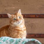 Rangliste der seltsamsten Schlafpositionen meiner Katzen – Film Daily
