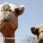 Wetter: Extreme Hitze in Afrika, sogar Kamele leiden