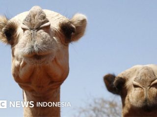 Wetter: Extreme Hitze in Afrika, sogar Kamele leiden