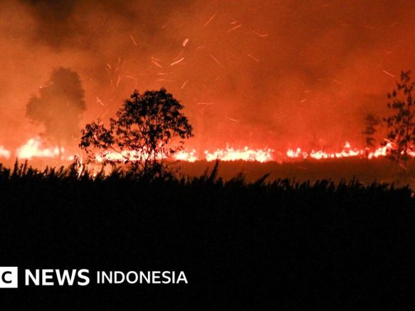 Karhutla membara di lahan gambut Kalimantan Tengah, sengaja dibakar?