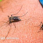 Kesehatan: Mengapa sebagian orang jadi magnet bagi nyamuk?