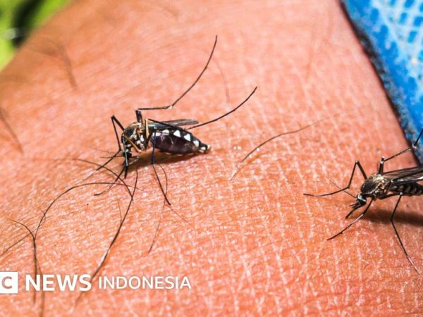 Kesehatan: Mengapa sebagian orang jadi magnet bagi nyamuk?