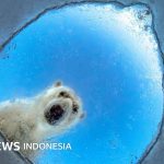Foto-foto nominasi ajang Wildlife Photographer of the Year 2026