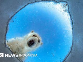Foto-foto nominasi ajang Wildlife Photographer of the Year 2026