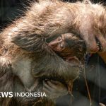 Fasilitas budidaya monyet di Lampung – Demi konservasi atau meraup profit?