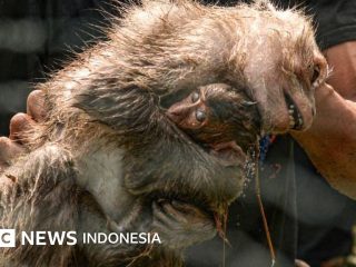 Fasilitas budidaya monyet di Lampung – Demi konservasi atau meraup profit?