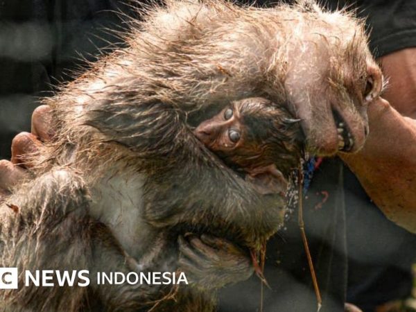 Fasilitas budidaya monyet di Lampung – Demi konservasi atau meraup profit?