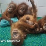 Misteri bayi orang utan di hutan India, diselundupkan dari Indonesia atau Malaysia?
