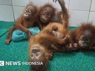 Misteri bayi orang utan di hutan India, diselundupkan dari Indonesia atau Malaysia?